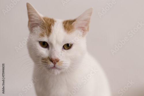 Gato blanco y naranja en asociación de protección animal © Davinia