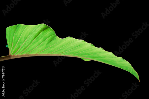 side of Philodendron leaf (Philodendron., ARACEAE), Large green leaf on black background photo