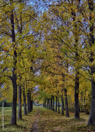 autumn path in the park photo