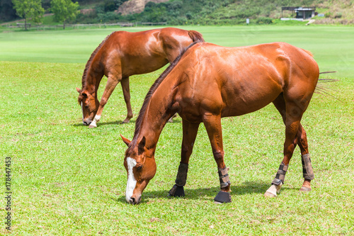 Horses Two Field Outdoors © ChrisVanLennepPhoto