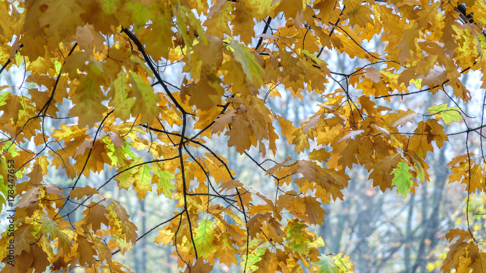 Yellow and a little green leaves Yellow and a little green leaves