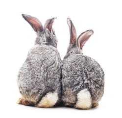 Baby rabbits.