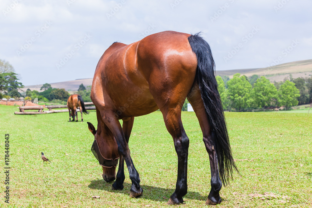 Obraz premium Horses Two Field Outdoors