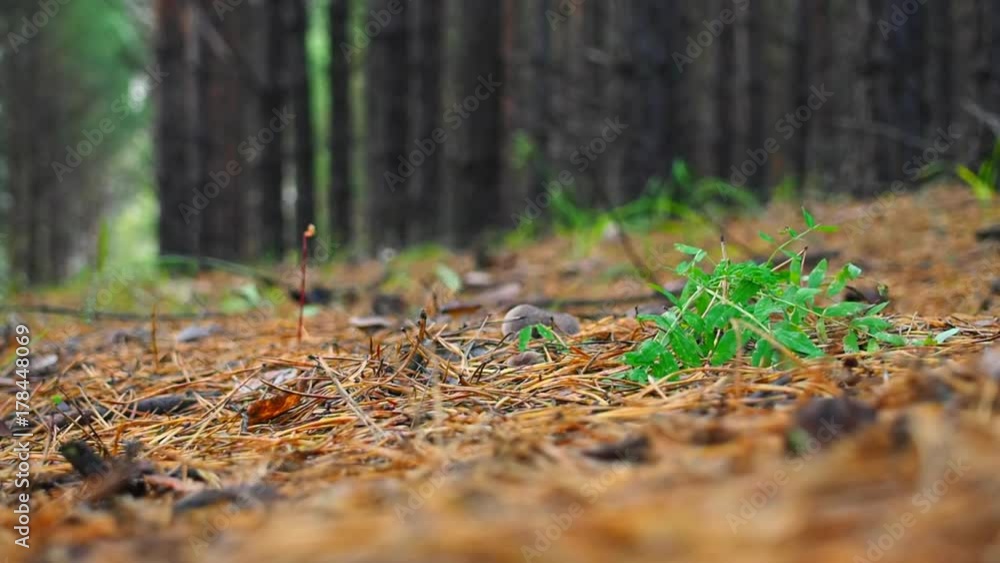 Pine forest, pine needles lying on the ground. Pine forest, pine needles lying on the ground.
