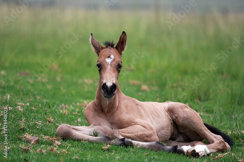 Buskskin foal lying in meadow