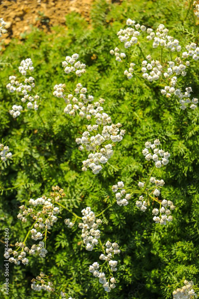 Mountain tea herbs Achillea Millefolium - Yarrow plant