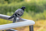 Pigeon standing on fence while raining