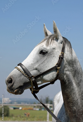 Grey horse head