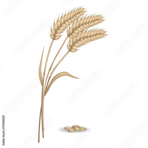 Harvest of Rye Ears near Pile of Grains Vector Poster