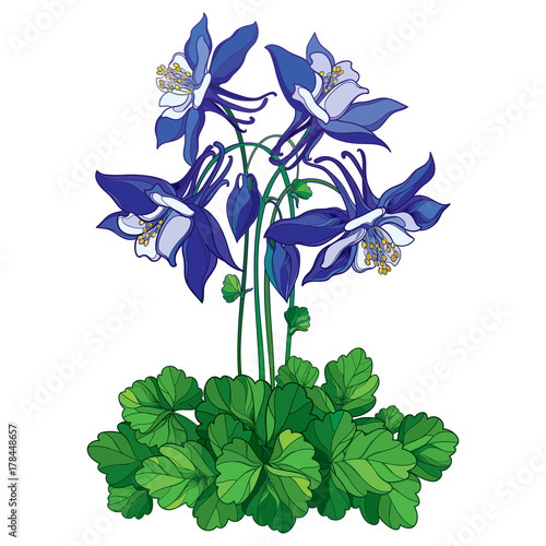 Vector bouquet with outline ornate Aquilegia or Columbine flower in blue, bud and green leaf isolated on white background. Perennial flower Columbine in contour style for summer design.