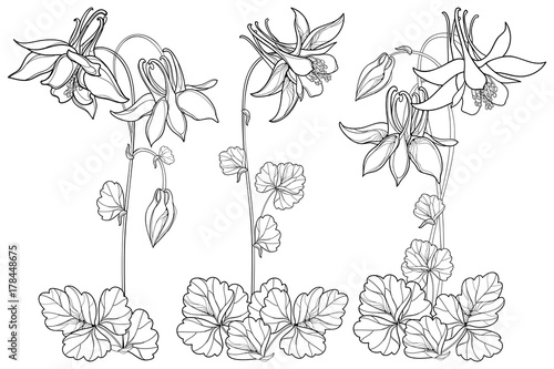 Vector set with outline ornate Aquilegia or Columbine flower, bud and foliage in black isolated on white background. Perennial flower Columbine in contour style for summer design and coloring book.