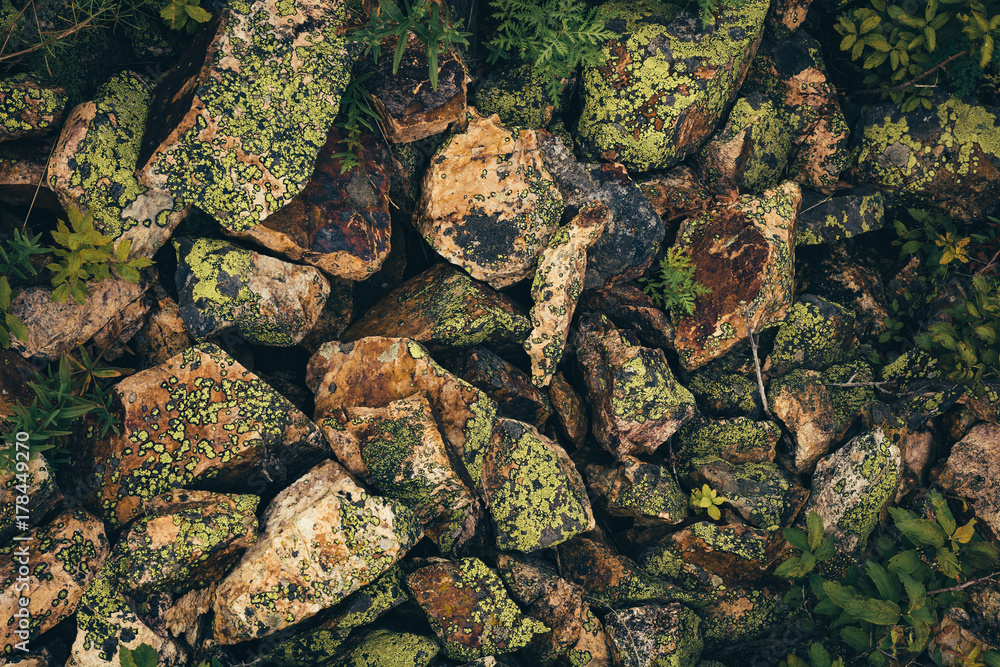 Textured stones covered with mosses and lichens are scattered chaotically. View from above.