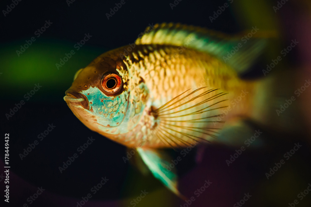 Nannacara. Blue aquarium fish on a background of seaweed. Nannacara. Blue aquarium fish on a background of seaweed.