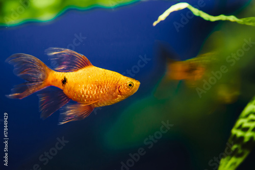 The barbus floats in the home aquarium close up. Beautiful aquarium goldfish. © Daniil