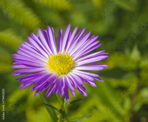 macro close up  beautiful pink violet daisy flower on green vegetation bokeh background