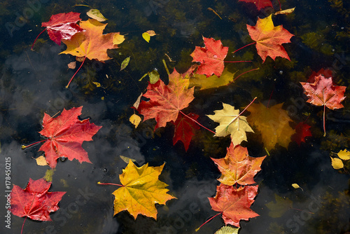 Colorful yellow and red maple leaves floating on the water surface. Autumn leaves in the river.