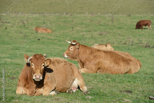 vache elevage agriculture Ardennes Wallonie paysage nature vert bio agriculteur bovin lait viande veau