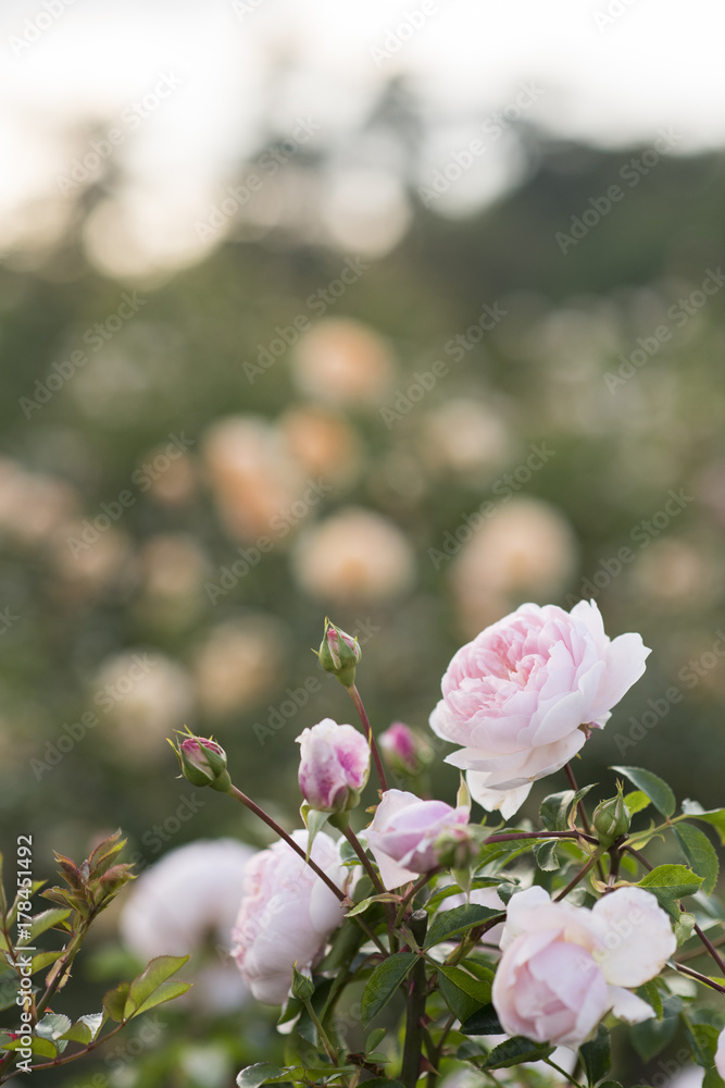 Fototapeta premium 世羅のバラ