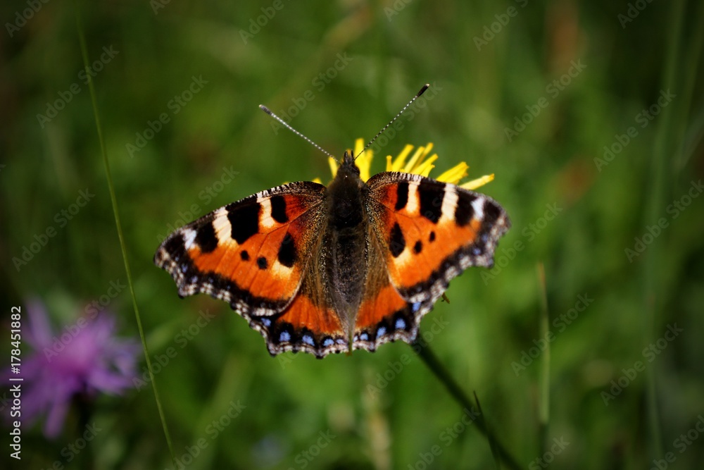 Obraz premium Schmetterling