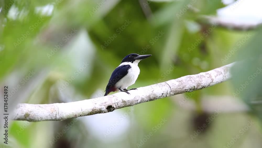 Ultramarine kingfisher (Todiramphus leucopygius) in Solomon Island Ultramarine kingfisher (Todiramphus leucopygius) in Solomon Island