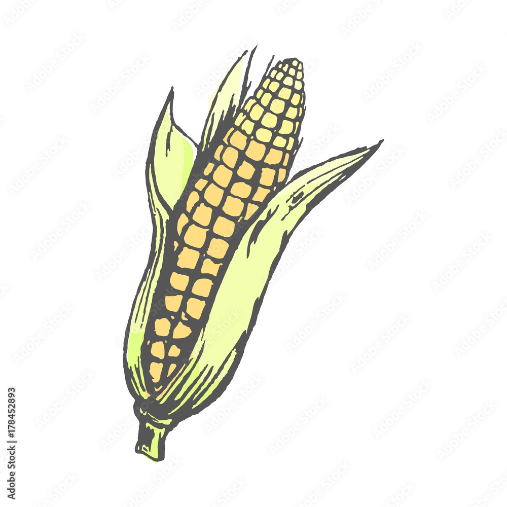Ripe Corn Cob with Leaves Isolated Illustration Ripe Corn Cob with Leaves Isolated Illustration