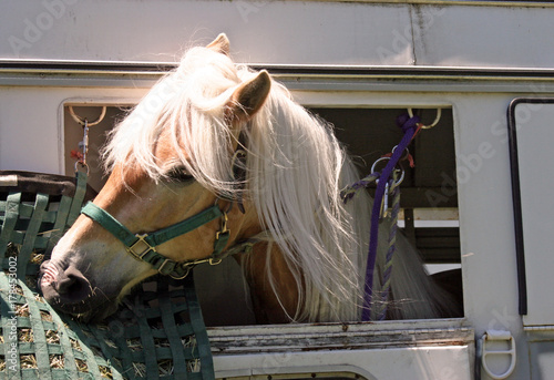 Haflinger Mare in Trailer 