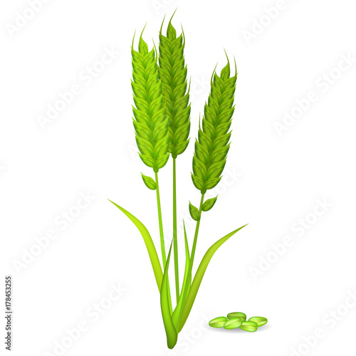 Millet Ears and Grain Pile in Green Color on White