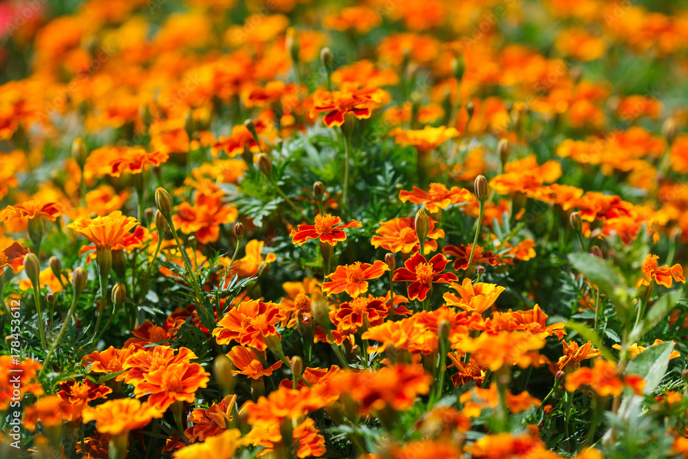 Natural summer background. Red french marigolds flower