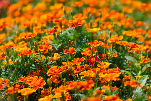 Natural summer background. Red french marigolds flower © larisa_bakina
