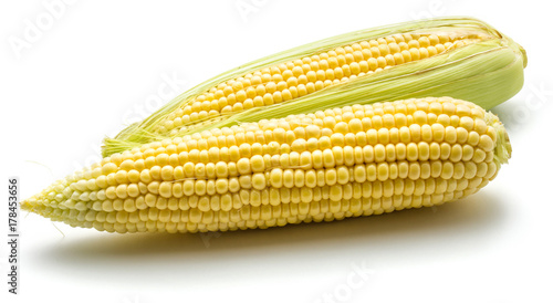 Two fresh corn isolated on white background photo