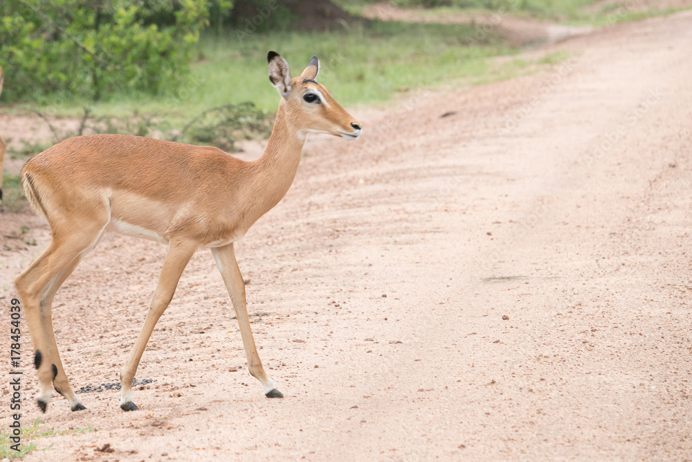Deer crossing the road