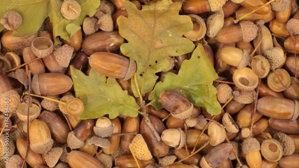 Rotation of acorns and stem with leaves. Rotation of acorns and stem with leaves.