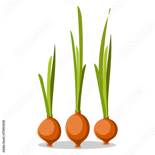 Three Old Onions with Long Green Leaves Poster