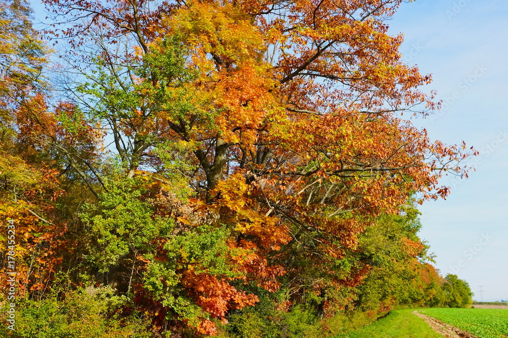 ARBRES AUTOMNE AIN FRANCE