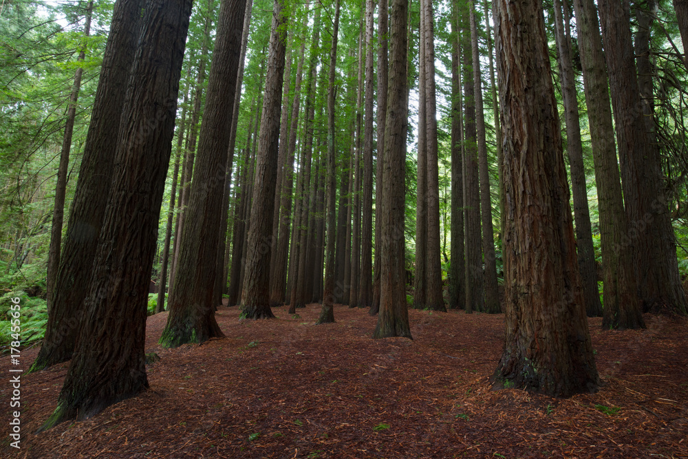 Fototapeta premium Californian Redwood Forest