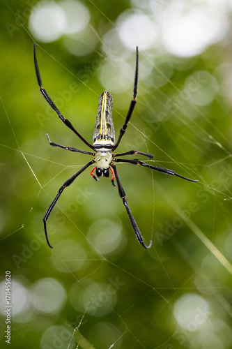 Image of Spider Nephila Maculata, Gaint Long-jawed Orb-weaver (female) in the net. Insect Animal