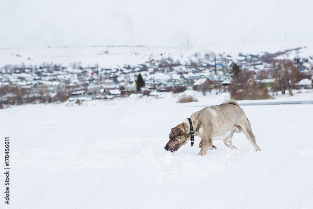 Dog plays in the snow