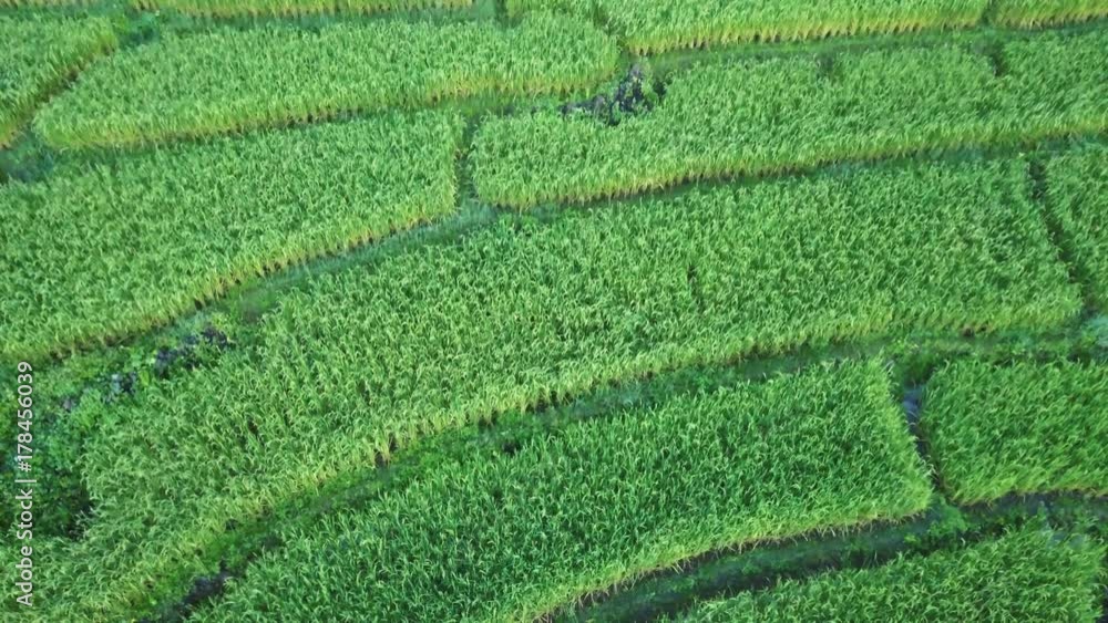 drone aerial view : The rice terrace on the mountain drone aerial view : The rice terrace on the mountain