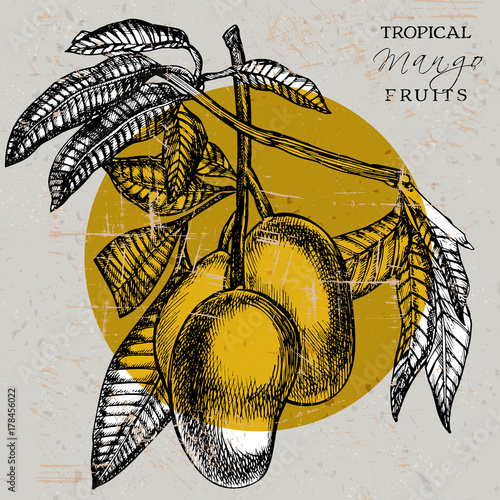 Hand drawn mango fruits card with leafs and mango slices and cubes. Sketch style vector fruit frame. Organic food illustration.