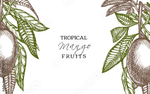 Hand drawn mango fruits card with leafs and mango slices and cubes. Sketch style vector fruit frame. Organic food illustration.