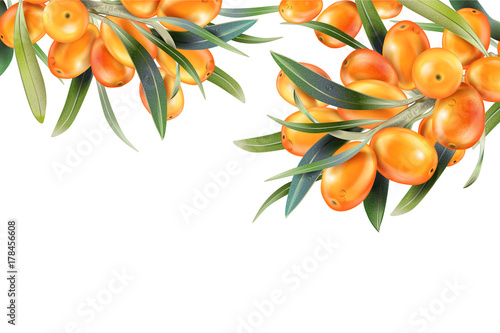 Sea buckthorn isolated on the white. Vector illustration in 3d style. The concept of realistic image of medical plants, herbs. Designed to create package of health, beauty natural products.