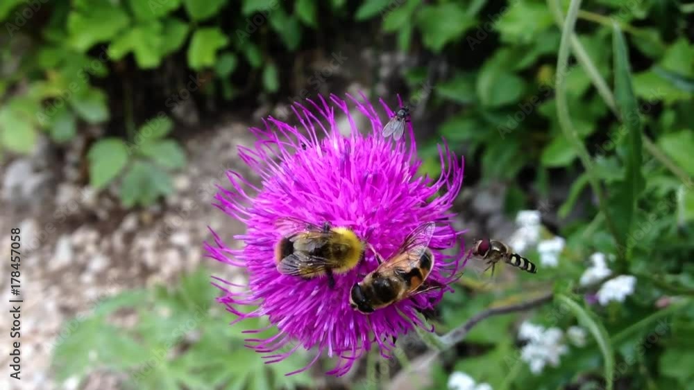 Wasps over a flower, close-up view. Wasps over a flower, close-up view.