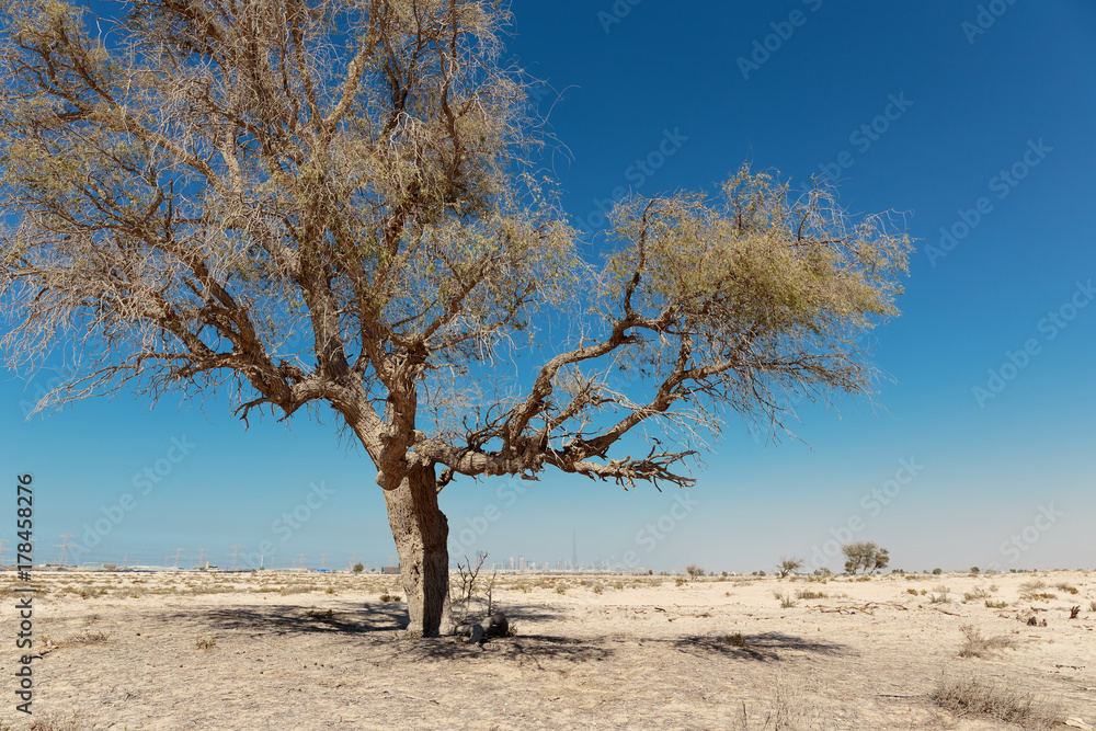 Lonely dead tree in the desert Emirates
