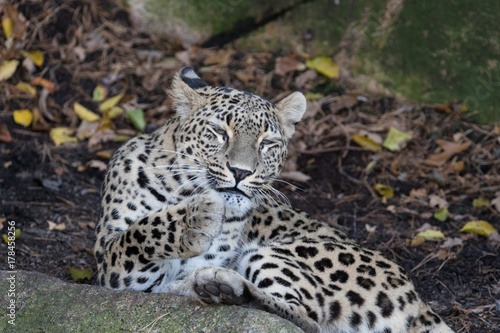 Amur leopard © Johannes Jensås