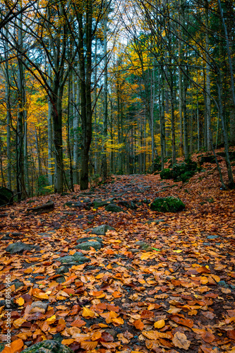 Weg mit Laub und Steine mit Moss im Herbst im Bayerischen Wald
