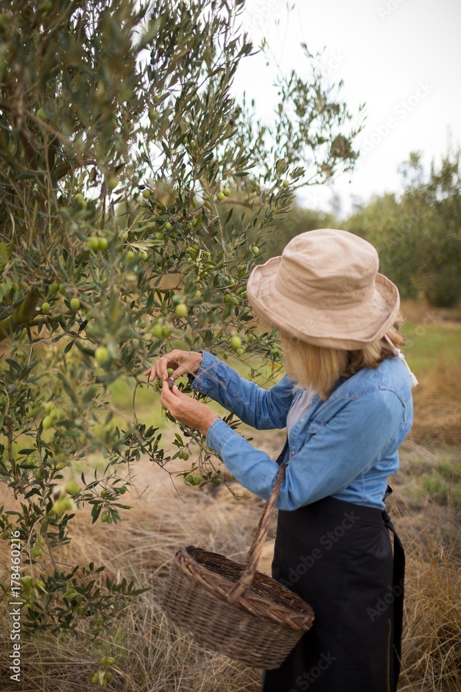 Woman harvesting olives from tree