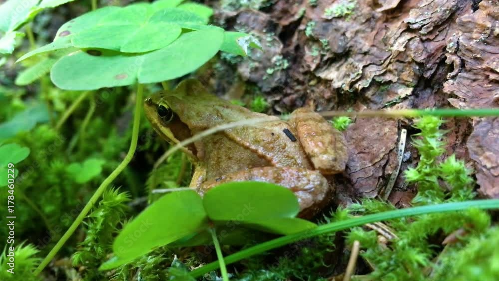 Frog in the woods. Frog in the woods.