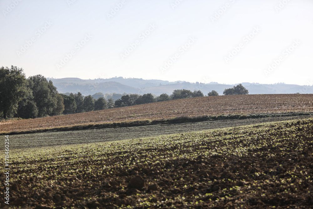Vallon , colline, jeunes pousses Vallon , colline, jeunes pousses