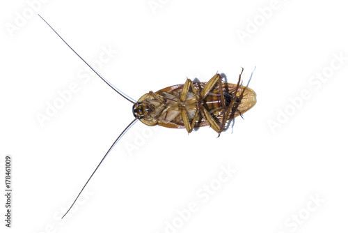 Dead cockroach with isolate background