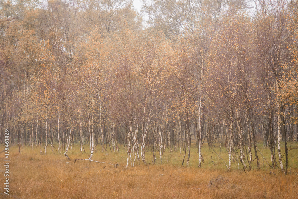 Landscape scene in autumn, colorful leaves Landscape scene in autumn, colorful leaves